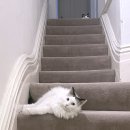 [호주] 멜버른 1일차: 에어비앤비 CBD 고양이 숙소 추천, 헝그리 잭스, 칼튼 카페, 플라그스타프 가든...