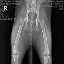 24시 글로리 동물병원 이미지
