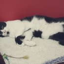 코코보노 고양이호텔 이미지