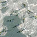 VIP헬스클럽 | 세부 샹그릴라 리조트 예약 디럭스 수영장 조식 전용비치 스노쿨링