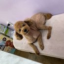 쫄랭쫄랭 이미지