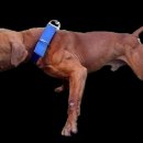 GR kennel 이미지