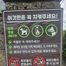 혼인지 | 제주 수국 명소 혼인지 방문 후기