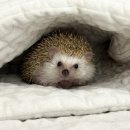 상도힐링동물병원 이미지