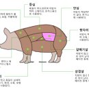 돗배갈매기