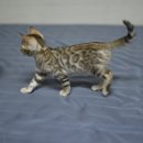 나비캐터리 이미지