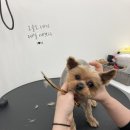 송하동물병원 이미지