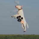 퍼플댕댕 이미지