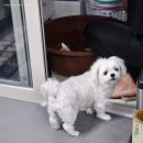 안집김밥 | [10월 1주 차 주간일기] 롯데프리미엄아울렛 동부산점·라의재·개금안집·크록스키링