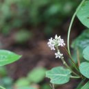 박주가리 Metaplexis japonica (Thunb.) Makino 이미지