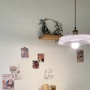 소렐(Sorrel) 이미지