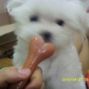 강아지오요요 이미지