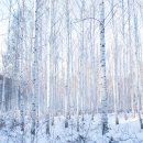 춘심이네 이미지