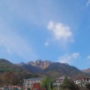 포레스트878