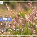 [꽃놀이패] EP4_멜리니스 사바나_핑크빛 유혹의 꽃 Ruby Grass 이미지
