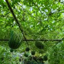 애플수박 심을 준비를 합니다 이미지