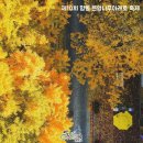 원도심 은행나무 이미지