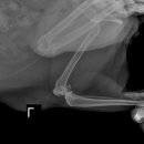 Retrospective Radiographic Study of Degenerative Joint Disease in Cats 이미지