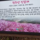 원전 벌바위 둘레길 | 창원 천주산 진달래축제, 달천계곡 벚꽃 + 마금산온천 코스