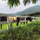 이든목장 이미지