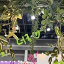 꽃차 소믈리에로의 초대 | [양재 플라워 페스타] 🌸2024 양재 플라워 페스타 참여하다🌸2편(마지막)