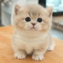 광주강아지분양 고양이분양 미유펫 본점 이미지