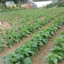 세윤농장 이미지