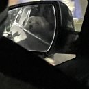 홍제동물병원 | 강아지 스케일링 후기, 홍제동 동물병원 추천 &#39;홍제동물병원&#39;