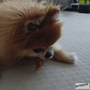 정닥터설계파트너스 | 국내산 원료 강아지 수제간식 닥터얼라이브 닭츄 봉봉이 시식후기