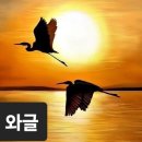 천사의 나팔꽃/玉蟾 이기주 이미지