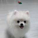 모넬롱 이미지