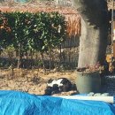 꾸꾸네 친구들 이미지