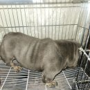 아메리칸 불리 하우스 이미지