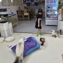 안녕,고양이 | 안산 고잔동 아이와 함께 다녀온 '우다다다 고양이카페' 후기