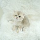 인천고양이분양 테디럽 이미지