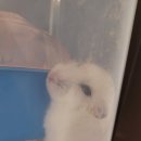 파우 동물병원 이미지