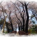 수봉공원 벚꽃구경 이미지