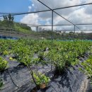 청명농장 이미지