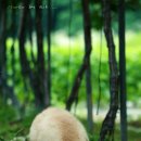 도그뉴스 이미지