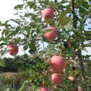 덕산농원 이미지