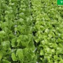 유럽농장 이미지