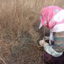 경산아지매 이미지