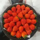 핑크망고 이미지