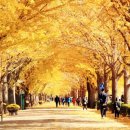 은행나무길 이미지