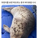 부캉이를 보면 떠오르는 중국 바다표범 나나 이미지