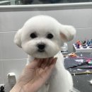 그녀의펫살롱 이미지