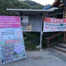 안성 죽산 맛집 : 국물이 진한 개성토종상황버섯삼계탕!