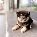 하남강아지 이미지