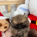 수원강아지분양 드림독 안심분양센터 수원점 이미지