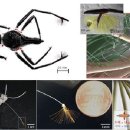 소금쟁이 이미지